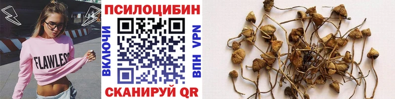 Псилоцибиновые грибы Psilocybe  Элиста 